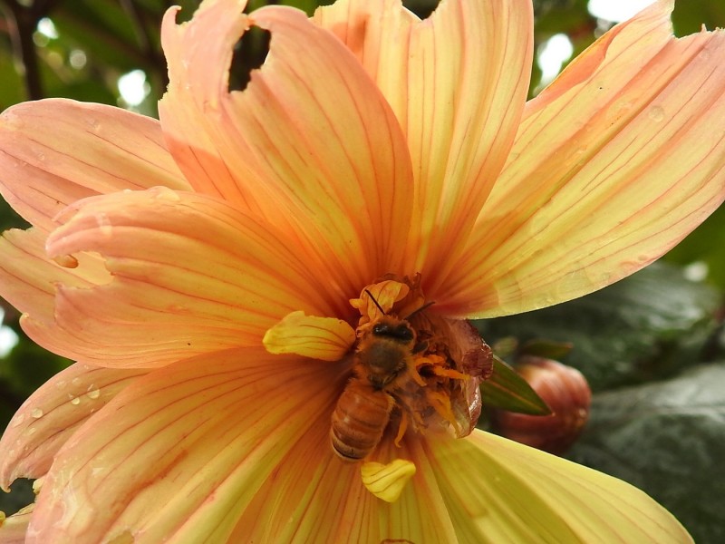 Honey Bee on Dahlia